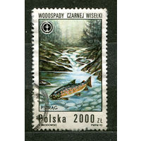 Фауна. Рыба. Польша. 1992