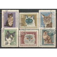 Болгария. Кошки. 1967г. Mi#1717-22. Серия.