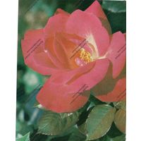 Открытка роза роз гожар ,1982 г, чистая