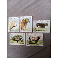 Куба 1984. Домашний скот. Коровы