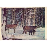 1963 год Беловежская пуща Олени в зимнем лесу
