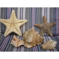 Морские ракушки и звёзды
